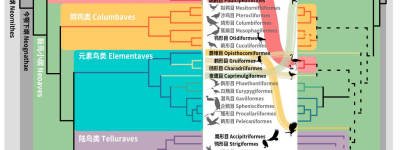 追问｜浙大张国捷团队重构鸟类生命之树，提现生鸟类分类新方案