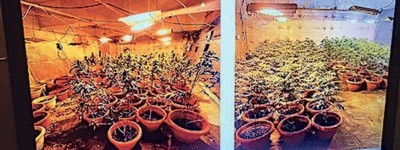 警搗兩工廈大麻場 檢1997萬元貨