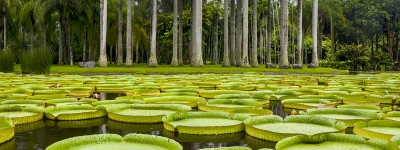 西双版纳热带植物园禁止研学机构开展科普活动？官方：需经批准