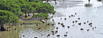 深港共護紅樹林 築鳥類樂園