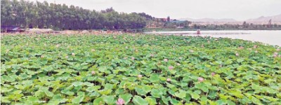 荒山變「花園」 工業城市也浪漫